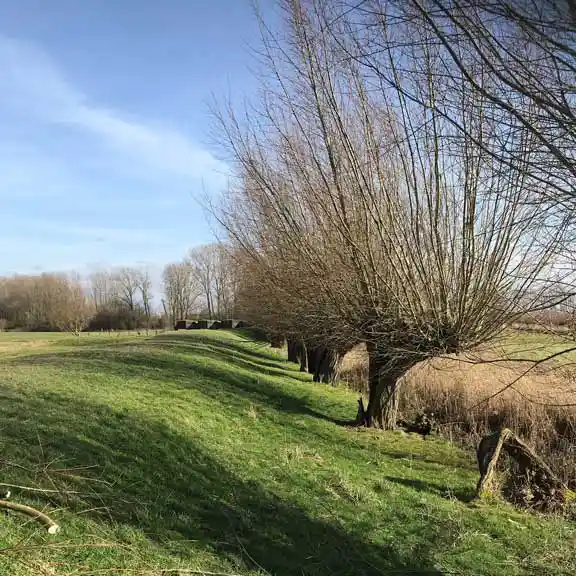 Wilgen aan de liniedijk Nigtevecht