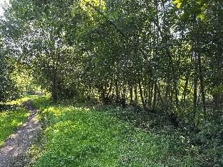 Elzen