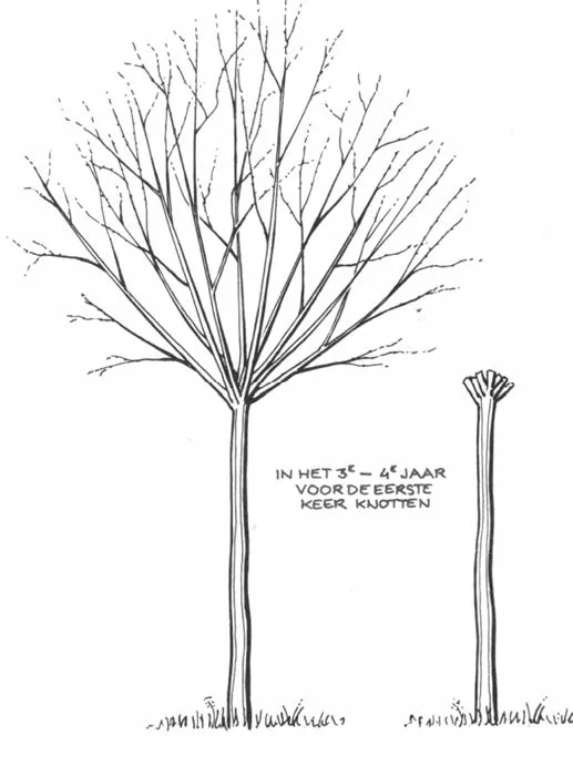 Werkzaamheden derde of vierde jaar